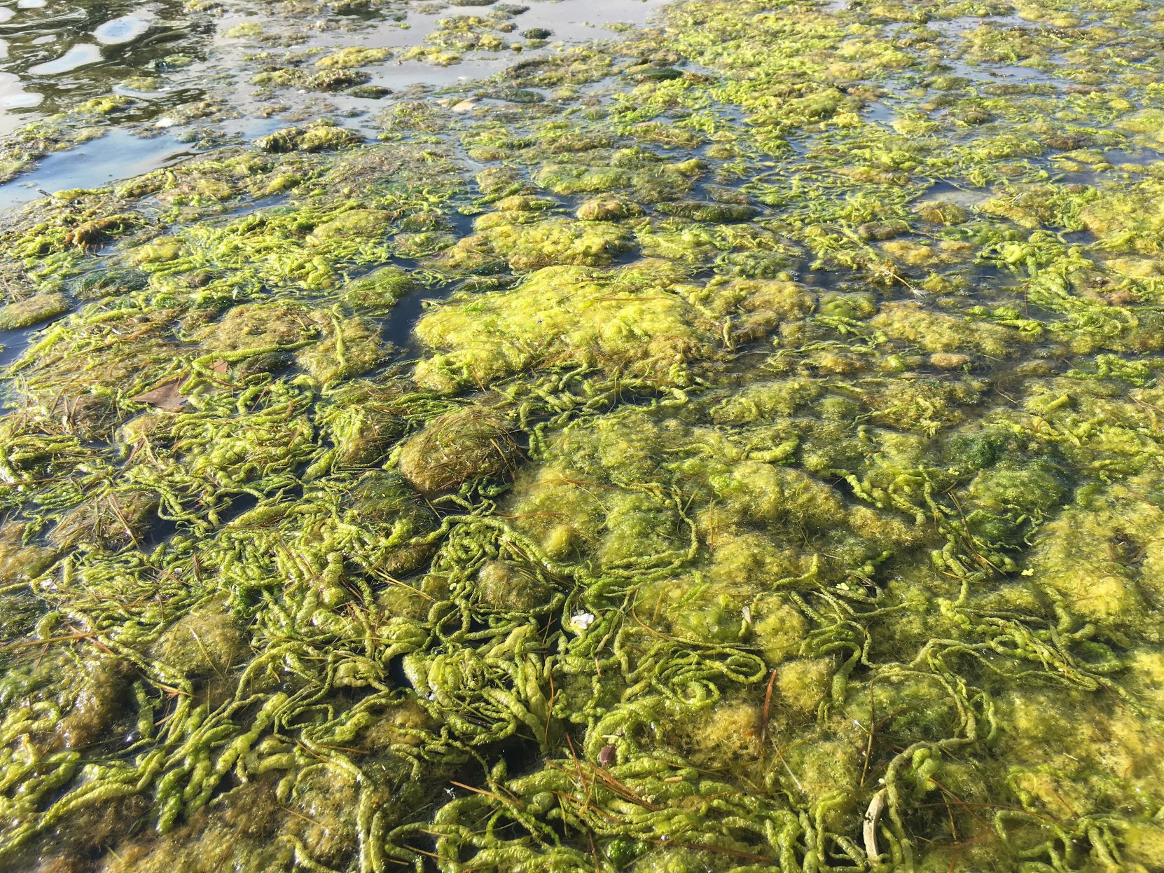 Moss mats